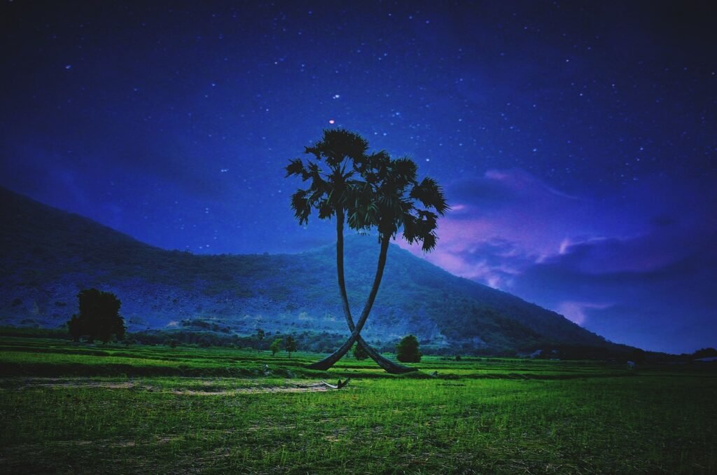 tree, plant, you night, light, field, palm trees, coconut tree, nature, together, lonely, beauty scene, room scene, sky