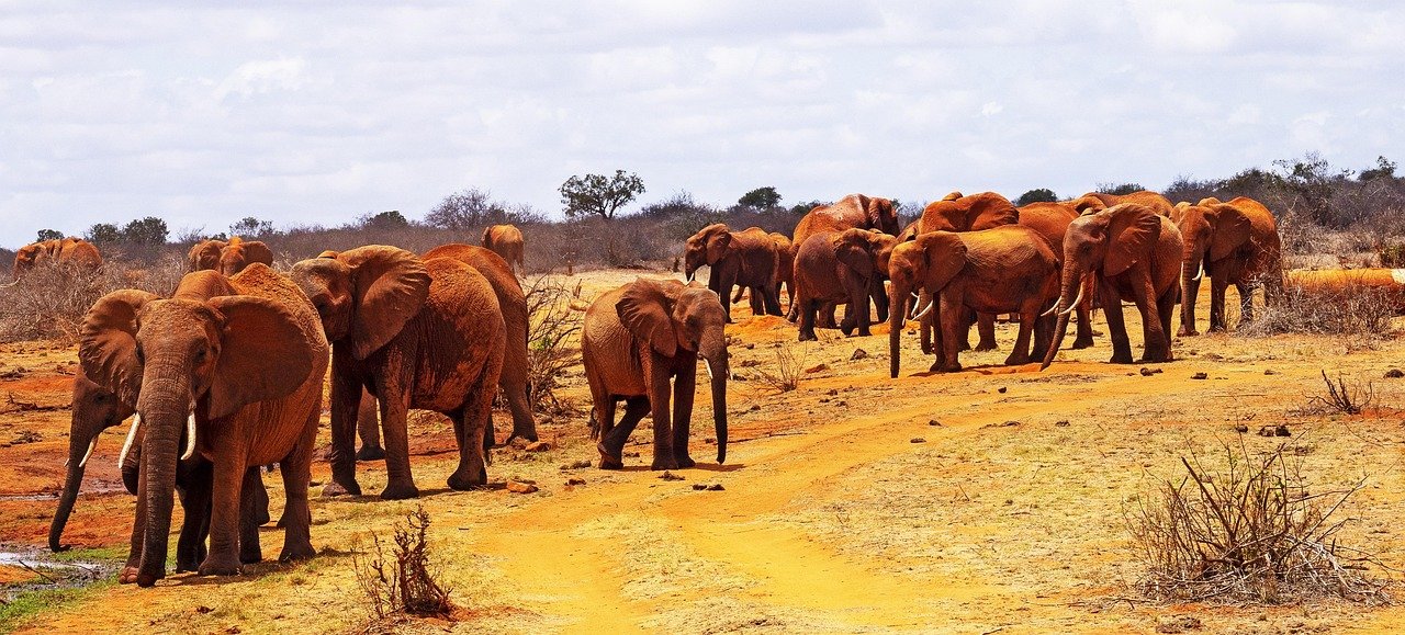 africa, kenya, tsavo east, elephants, safari, wilderness, east africa, kenya, kenya, kenya, tsavo east, tsavo east, tsavo eas