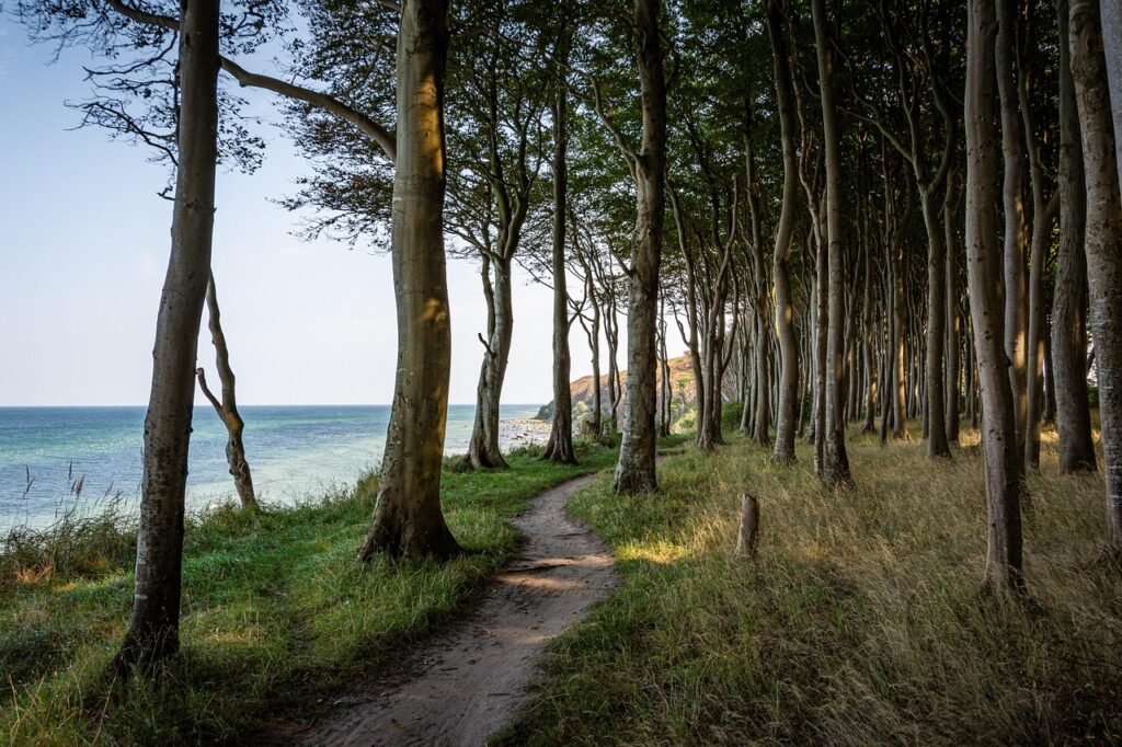sea, beach, trees, coast, path, trail, coastline, water, landscape, coastal forest, rügen, nature, baltic sea