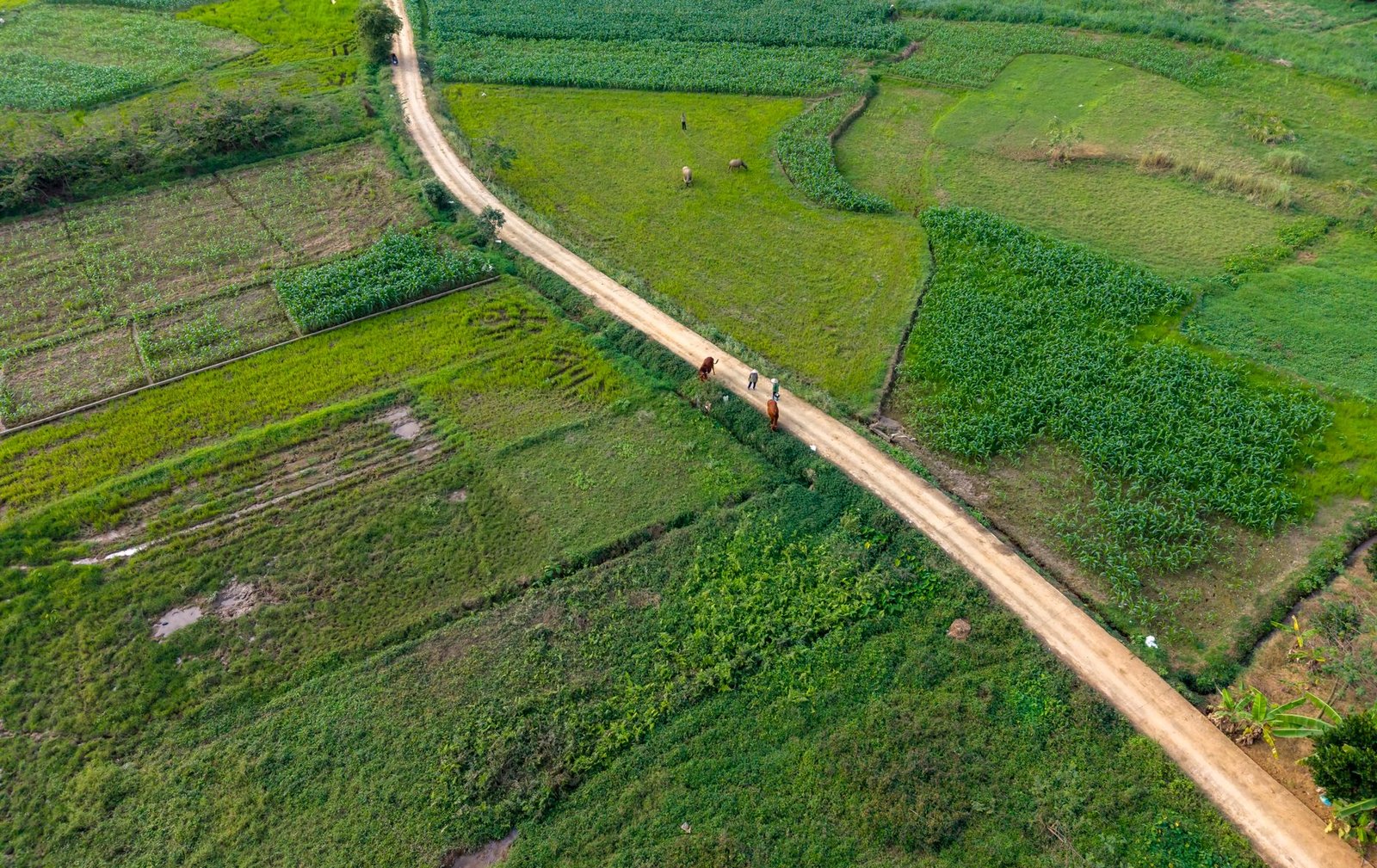 Quiet rural road bordered by cocoa farmland in Ghana's Western North Region