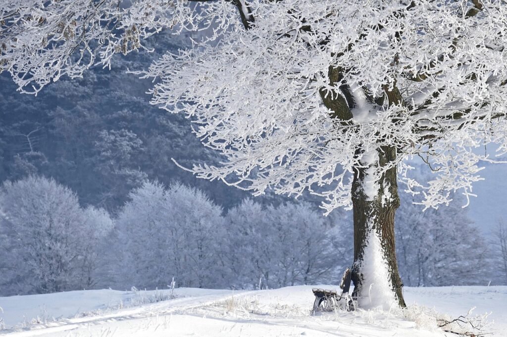 winter, tree, bank, nature, snow, winter landscape, forest, snow landscape, winter magic, frost, frozen, winter dream, wintry
