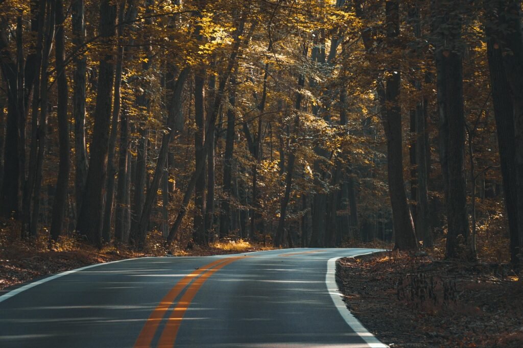 asphalt, forest, road, trees, woods, woodlands, nature, street, highway, landscape, lane, outdoors, travel