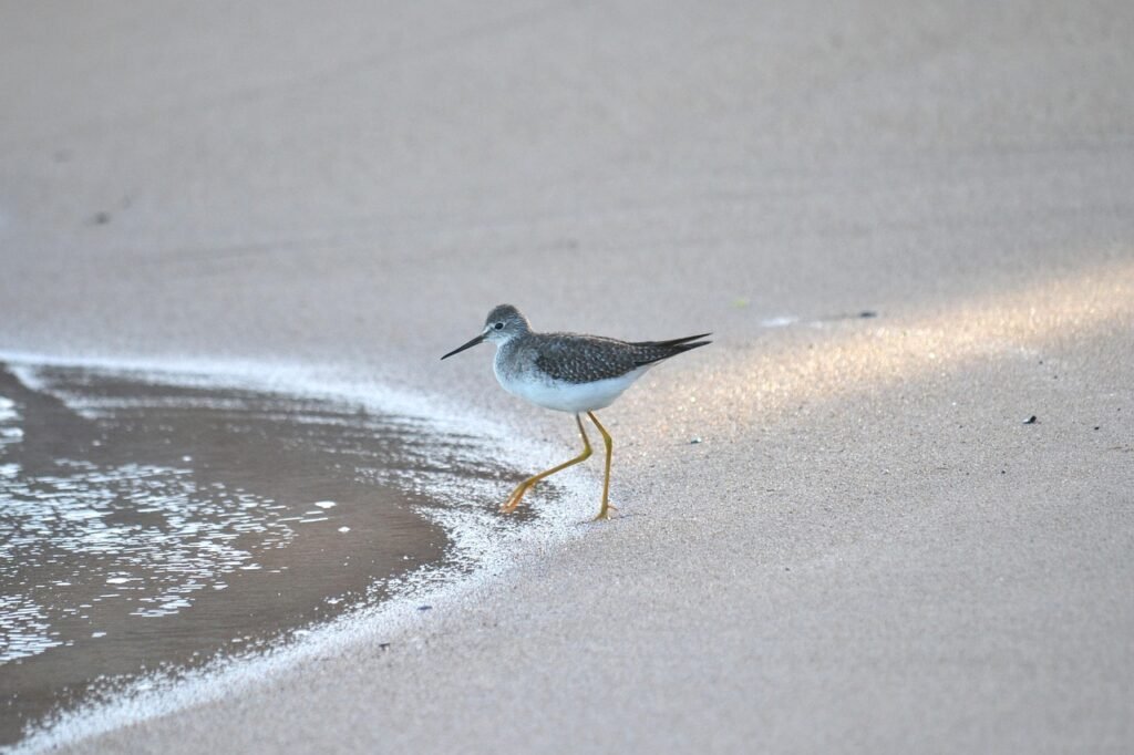 bird, feathers, beak, sand, beach, animal, nature, outdoors, discovery, coastline, sea, tranquility, tranquil scene, environm
