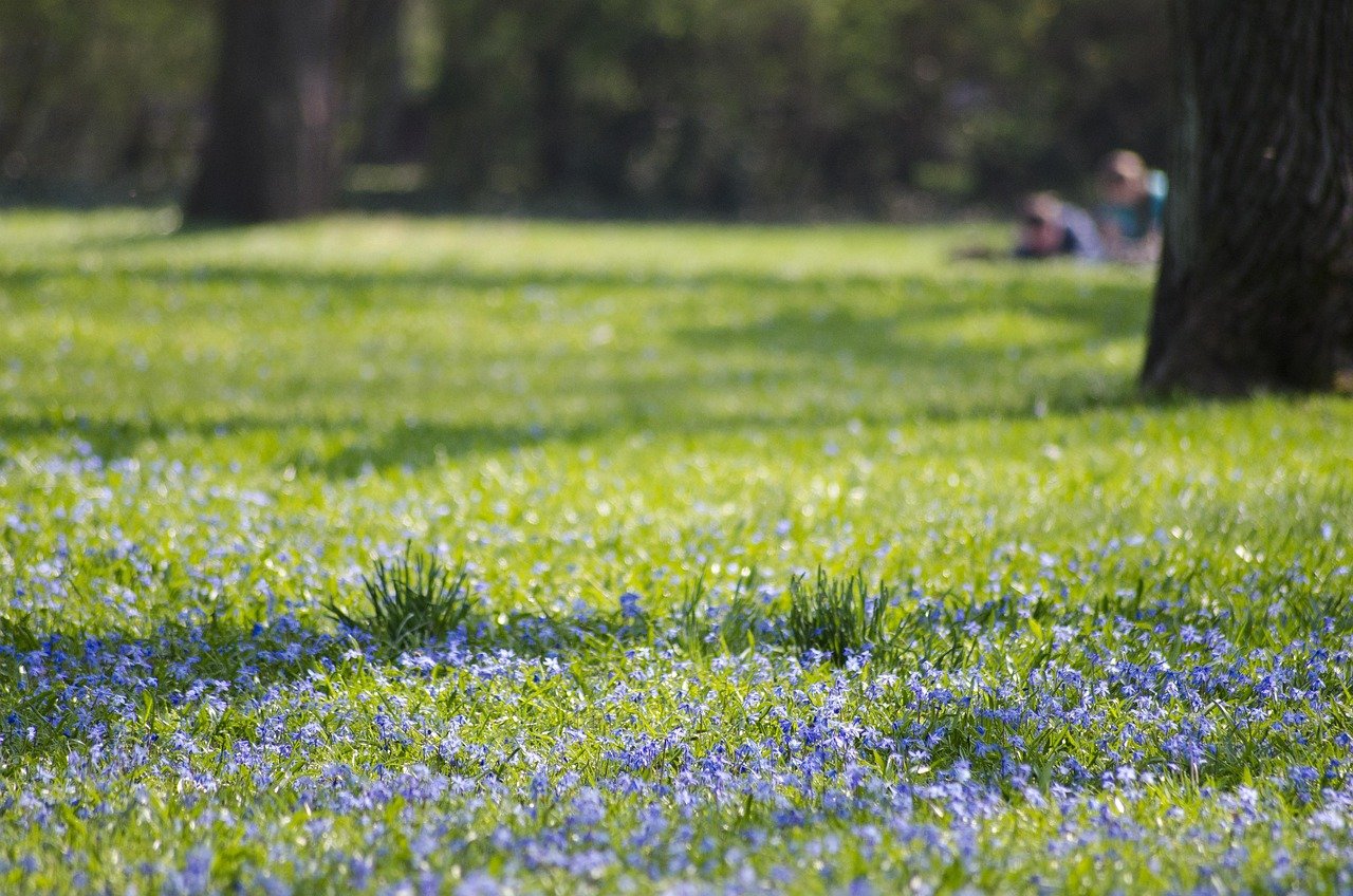 park, magdeburg, blue star, blossom, bloom, meadow, flower meadow, picnic, north park, peter josef lenné, students, barbecue
