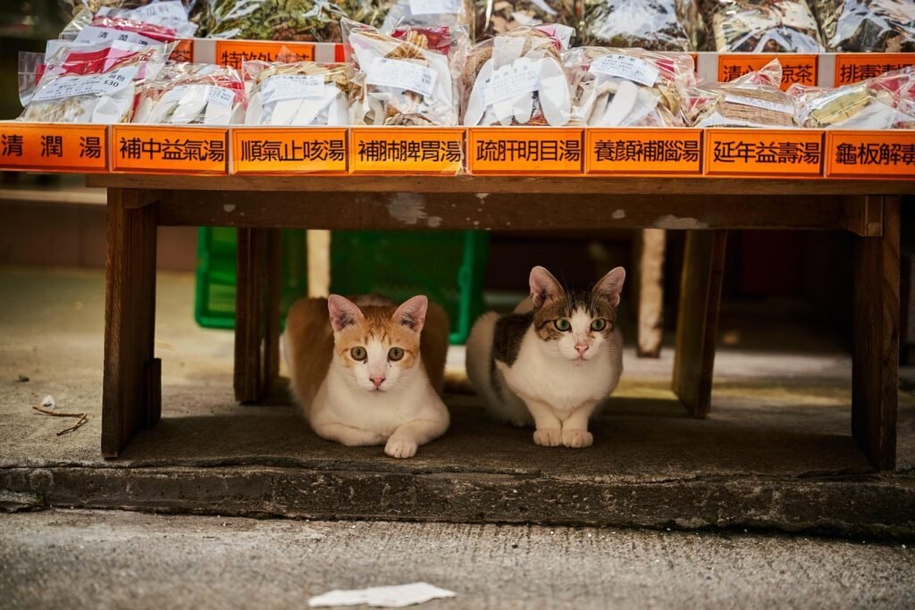 cats, felines, couple, pet, domestic, market, stall