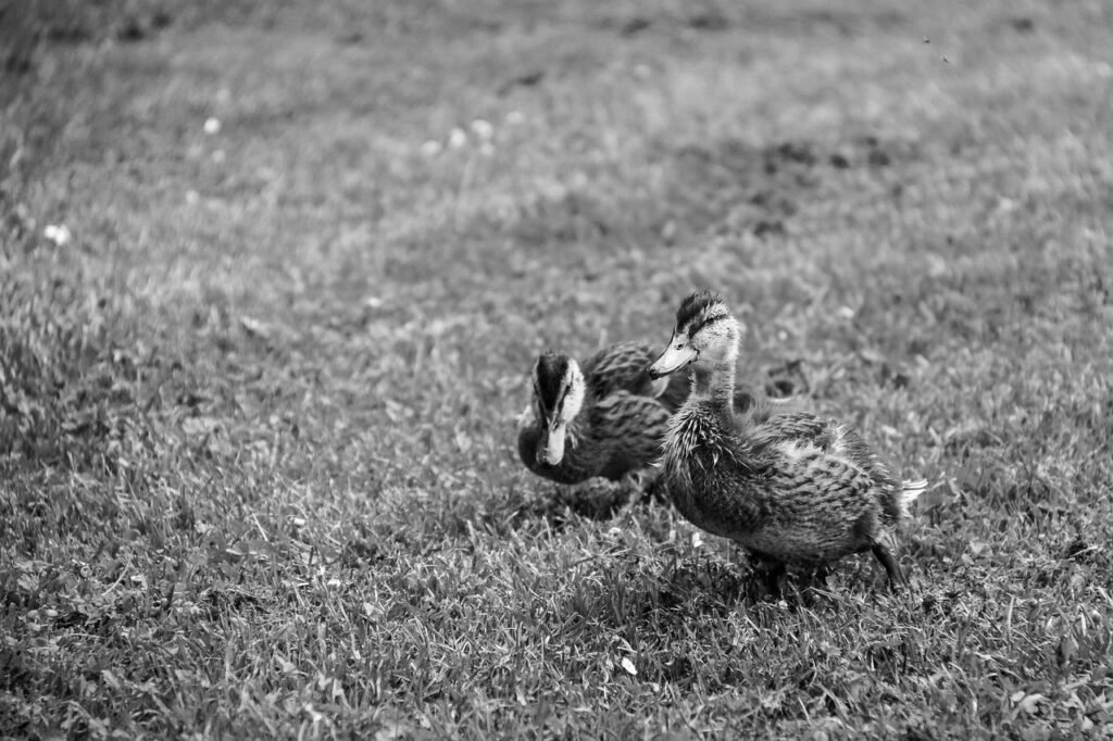 ducks, couple, nature, race, duck, pair, black and white, bird, market