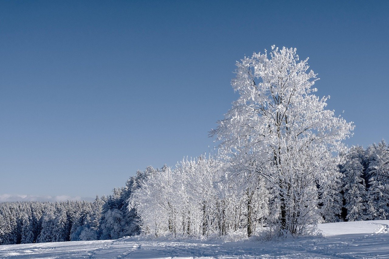 winter, forest, fir trees, conifers, trees, frost, cold, snow, covered in snow, winter landscape, snow landscape, winter fore