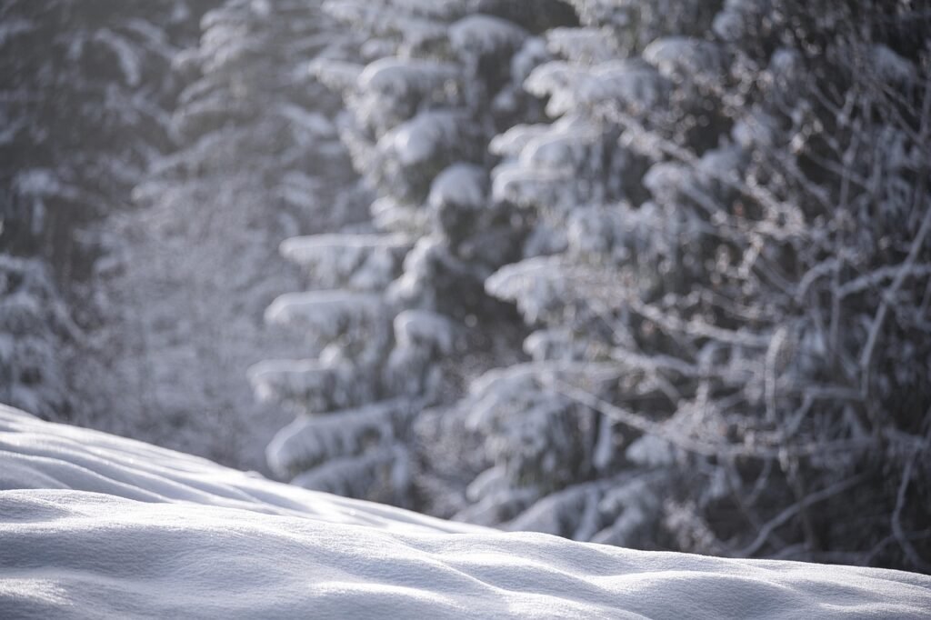 snow, winter, wintry, new zealand, nature, powder snow, winter landscape, cold, winter forest, landscape
