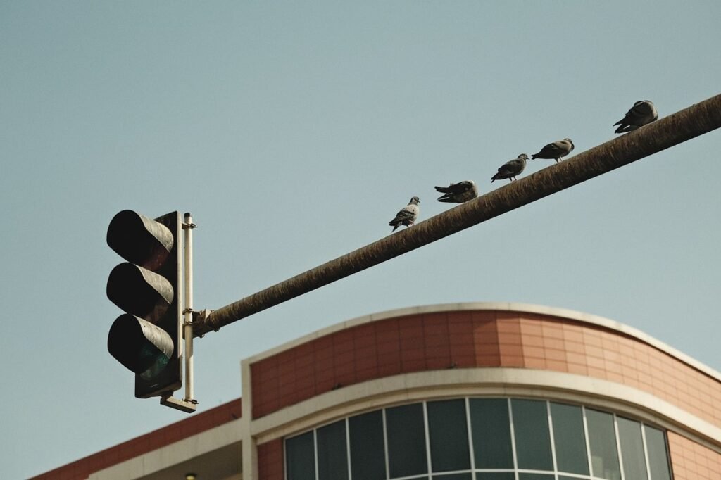 bird, traffic light, urban bird, city wildlife, perched bird, street scene, cityscape, nature, urban nature, bird on traffic