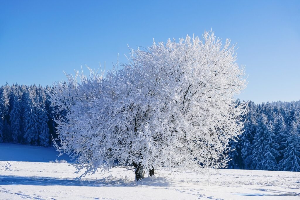 winter, tree, frost, snow, cold, winter landscape, nature, landscape, winter magic, winter, winter, winter, winter, winter, s
