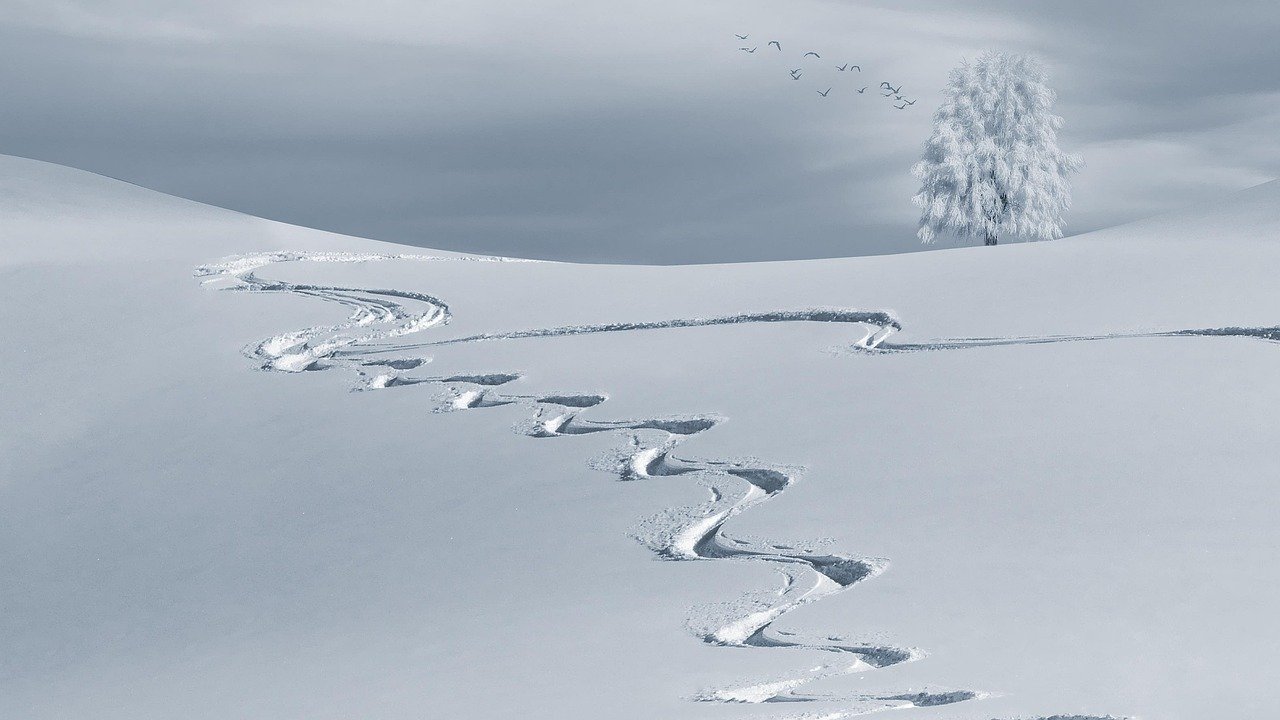 wintry, snow, backcountry skiiing, slopes, sky slopes, white, snow landscape, ski tracks, winter, nature, cold, tree, landsca