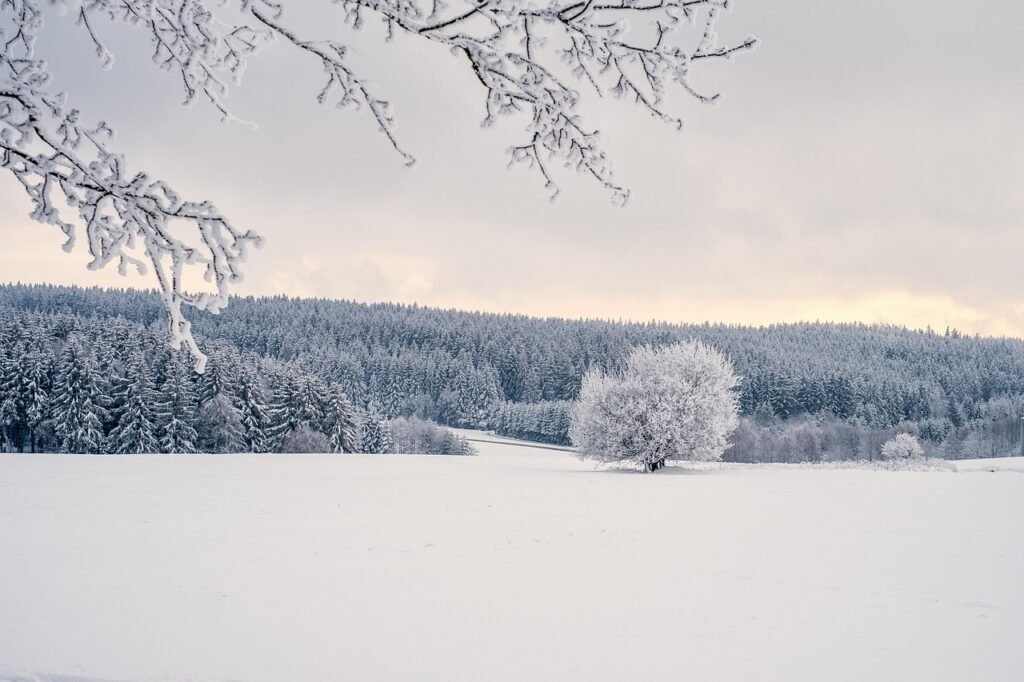 trees, snow, winter, landscape, covered in snow, nature, winter landscape, sunset, cold, icy, snow, winter, landscape, landsc