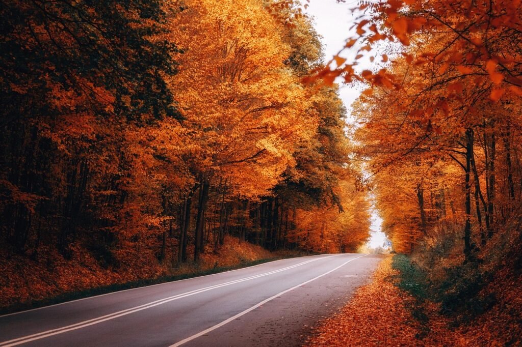 forest, road, autumn, fall, way, leaves, season, landscape, nature, street, trees, scenery