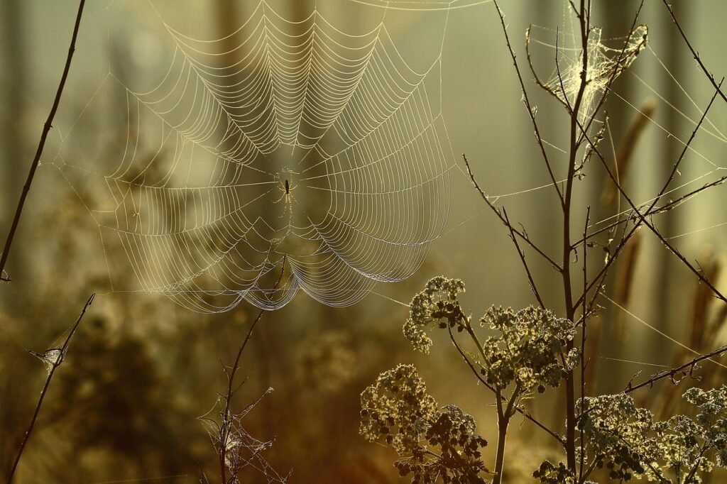 spider's web, spider, view, dew, east, cobwebs