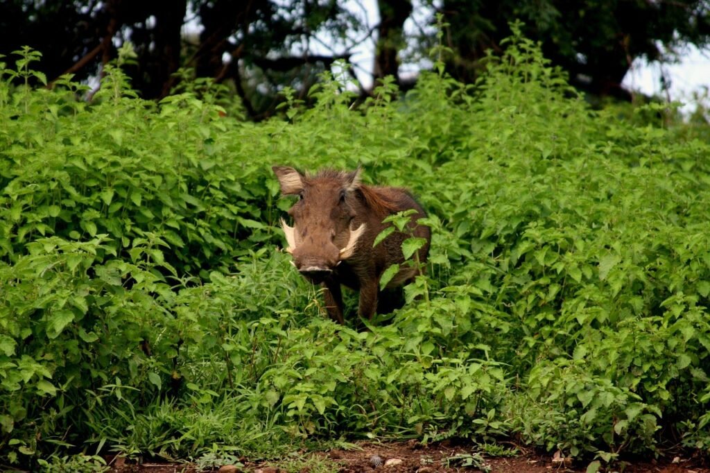 national park, mole national park, tourism ghana, safari, nature