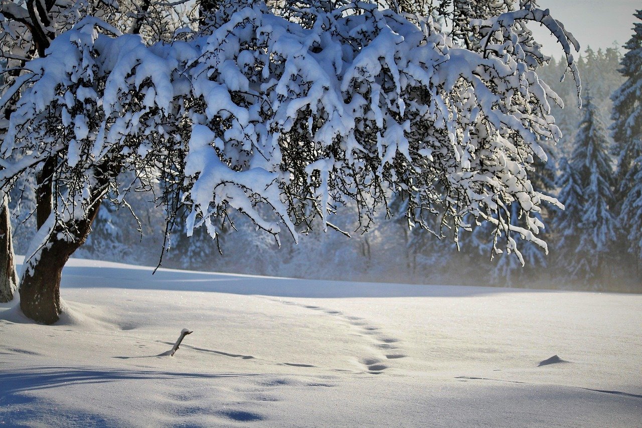 nature, winter, season, snow, tree, winter landscape, christmas, footprints, snow landscape, advent, winter, winter, winter,