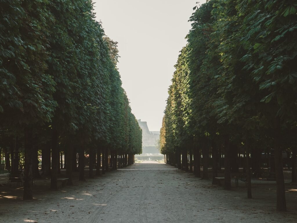 tree, plaza, street, park, nature, view