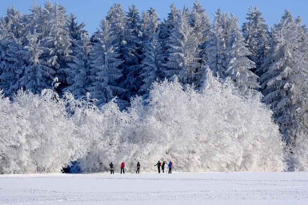 winter, nature, trees, snow, cold, frost, outdoors, season, landscape, winter magic, winter landscape, winter paradise, winte