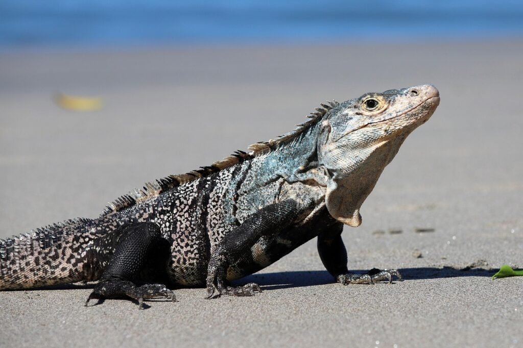 iguana, lizard, reptile, beach, nature, sand, wildlife