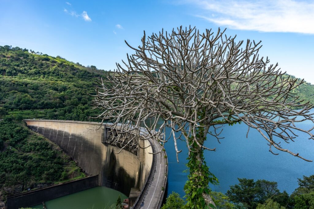 Bare tree overlooking a dam with water and lush hills in the background.