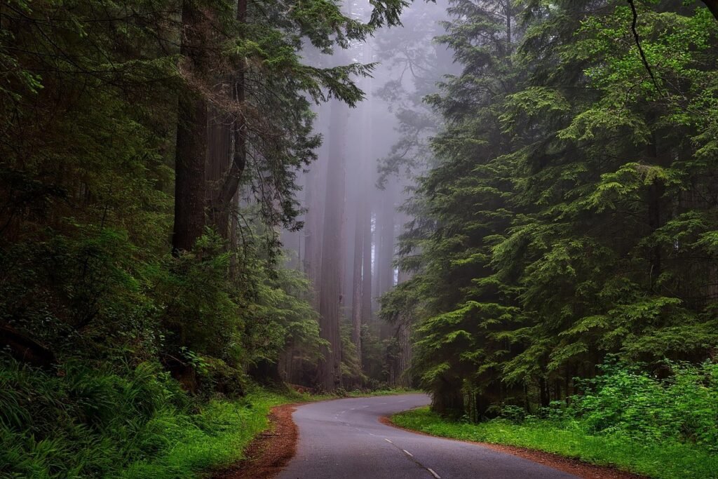 trees, fog, street, road, lane, lush, greenery, foliage, forest, woods, woodlands, misty, mist, foggy, redwood national park,