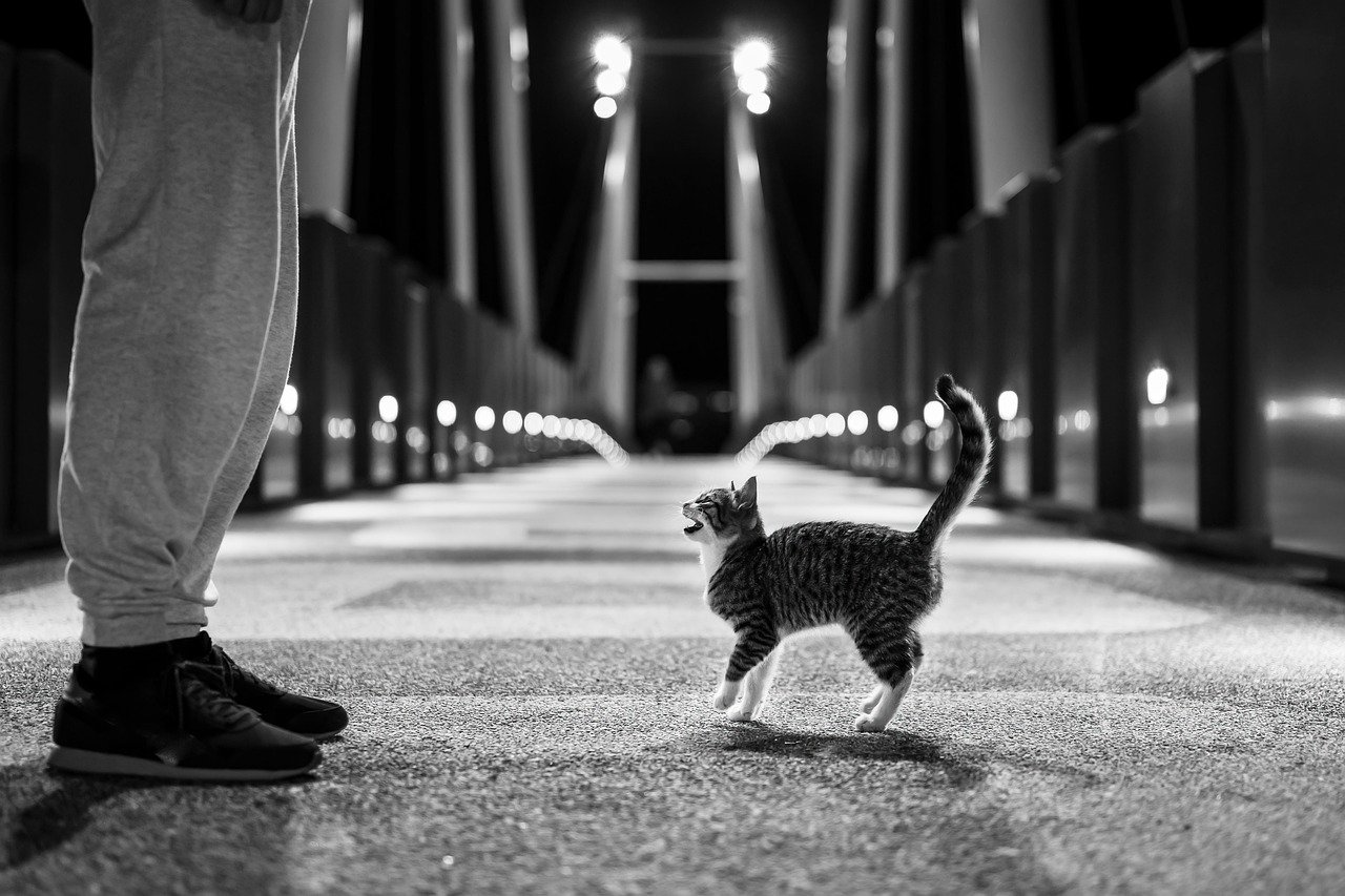 cat, kitten, street, feline, mammal, animal, nature, pet, kitty, cute, homeless, alley, night