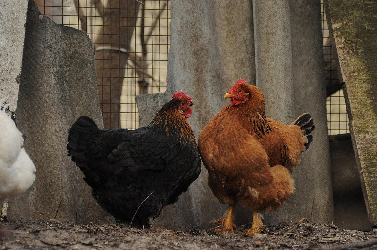 chickens, girlfriend, girlfriends, talk, argument, dispute, views, sight, pair, two, black, nigella, brown, plumage, argument