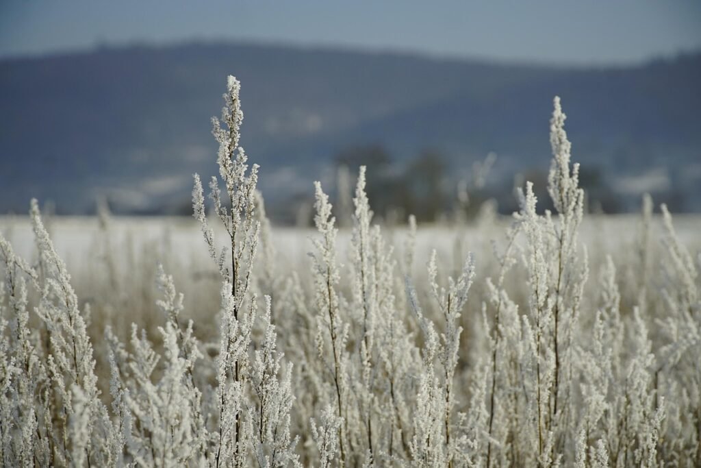 meadow, frozen, winter, landscape