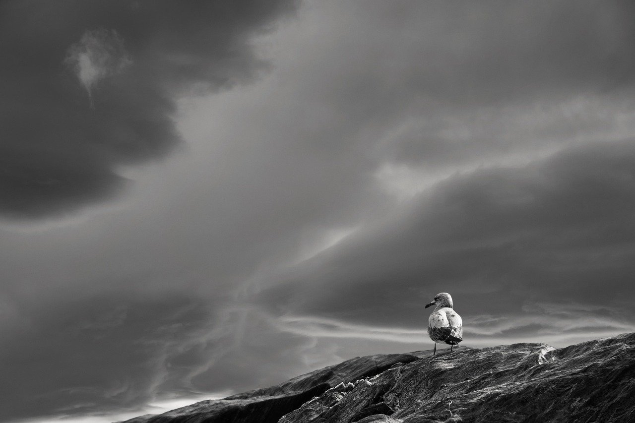 landscape, darling, clouds, seagull, weather, sun, rocks, lighting, nature, grey