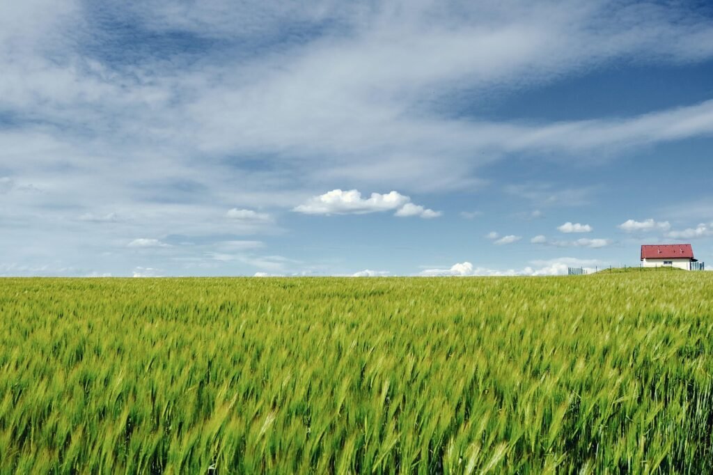 nature, landscape, field, grain field, expanse, contrast, color contrast, spring, spring landscape, nature, landscape, field,