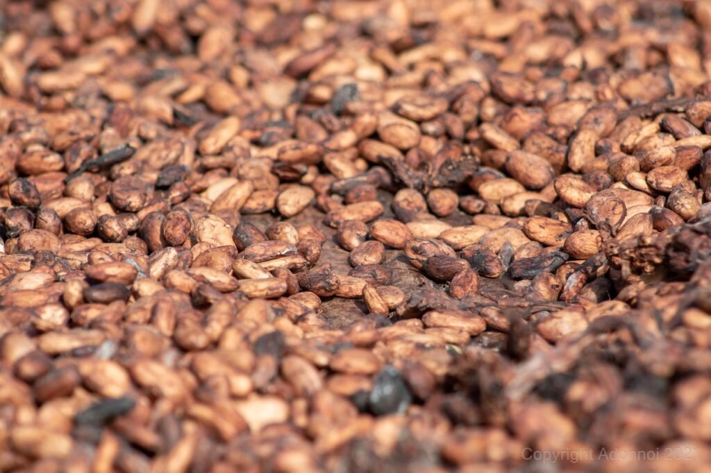cocoa, beans, chocolate, seeds, drying, fermentation, rotten, decay, tropical, food, health, ghana, cocoa, cocoa, ghana, ghan