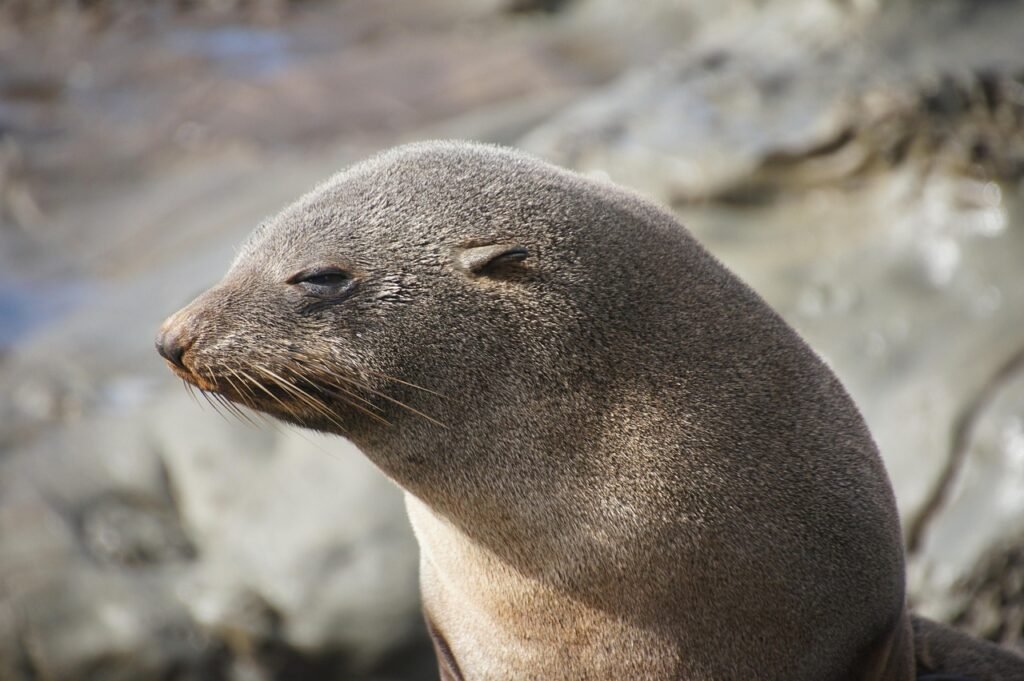 seal, new zealand, coast, marine life