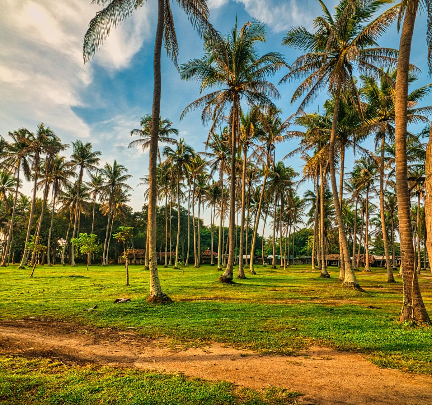 Idyllic palm tree landscape capturing the tropical beauty of Banten, Indonesia.