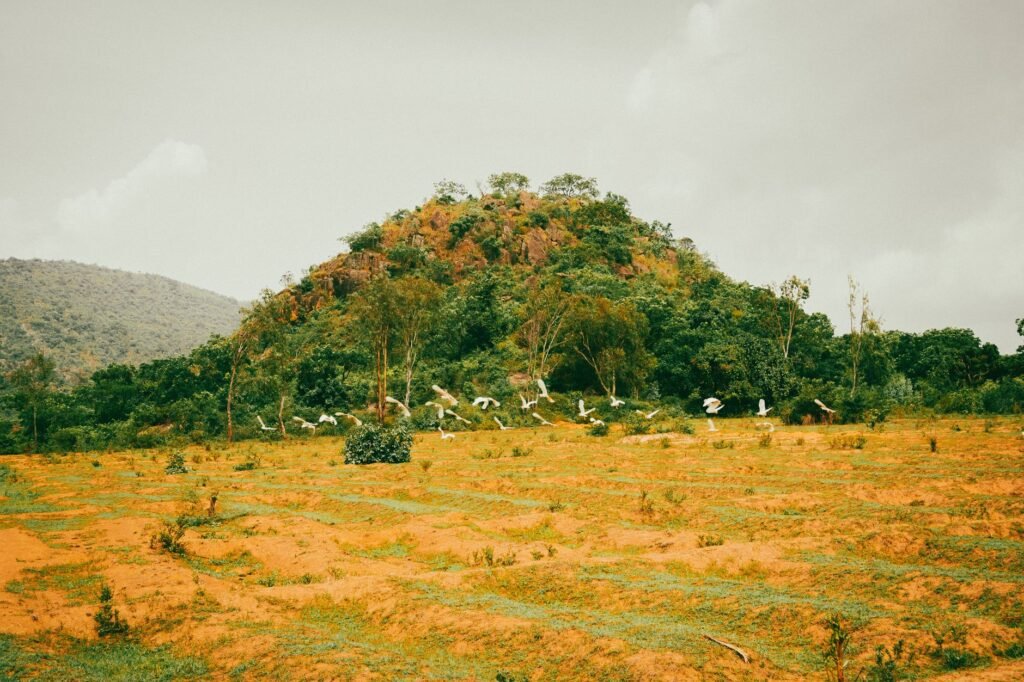 A picturesque rural landscape featuring birds flying over a grassy field and a lush green hill.