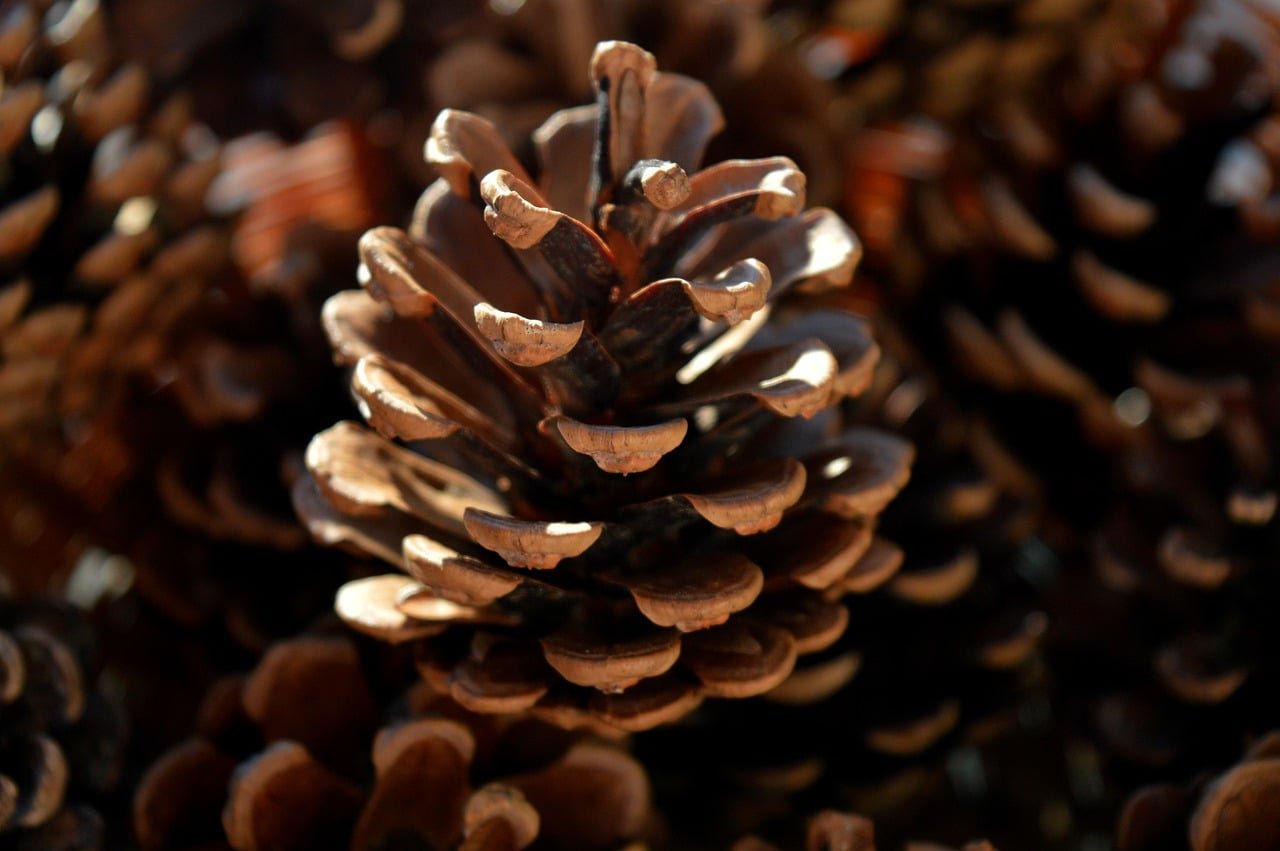 pine cones, tap, tschurtschen, seeds, pinecone, fruit stand, botany, nature, nature wallpaper, hd background, close up, weihn