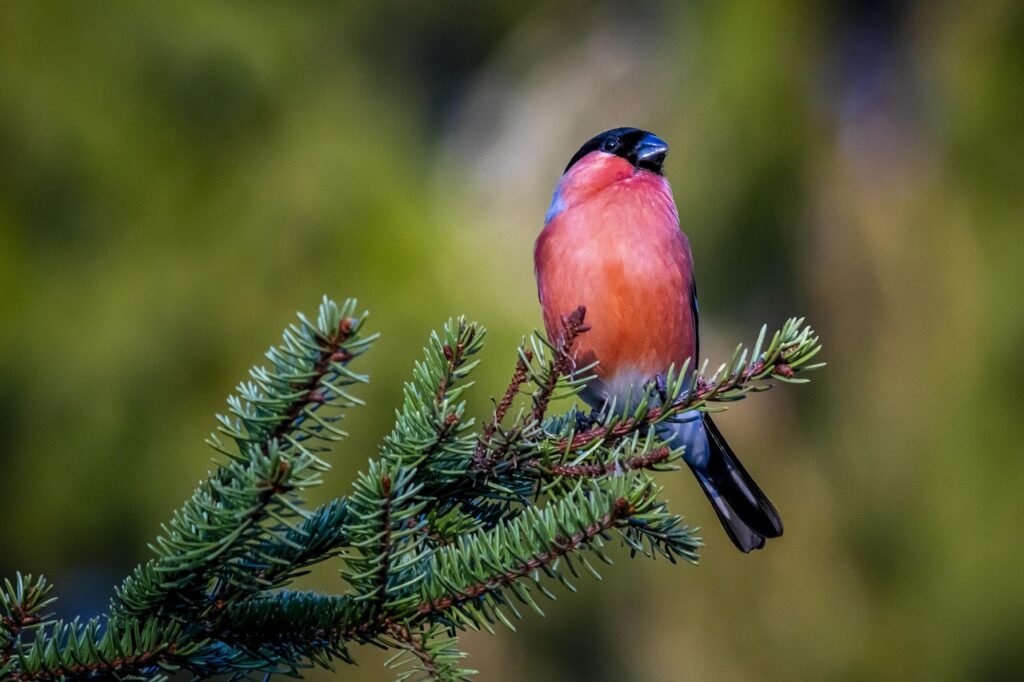 standing, common, bird watching, feather, eurasian bullfinch, wildlife, beak, animal wing, close-up, bird, nature, animal, ou