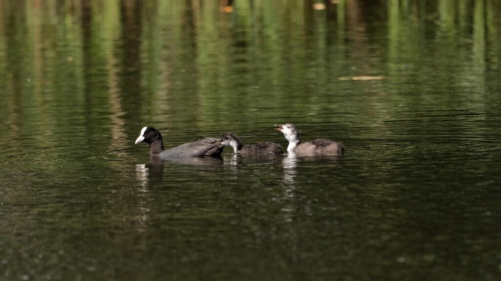 coot, lake, wa, waters, offspring, swim, young, waterfowl, nature