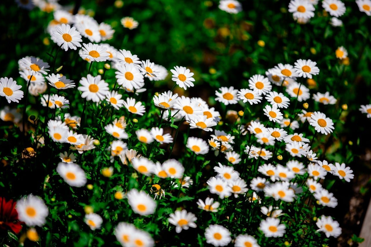 flower, flora, flower wallpaper, nature, beautiful flowers, landscape, colorful, green, purple, white, flower background, dai