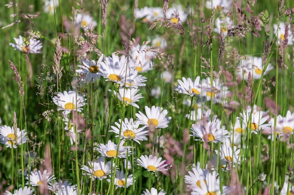 flowers, flower wallpaper, daisies, botany, blossom, bloom, meadow, flower background, petals, plant, wildflowers, beautiful