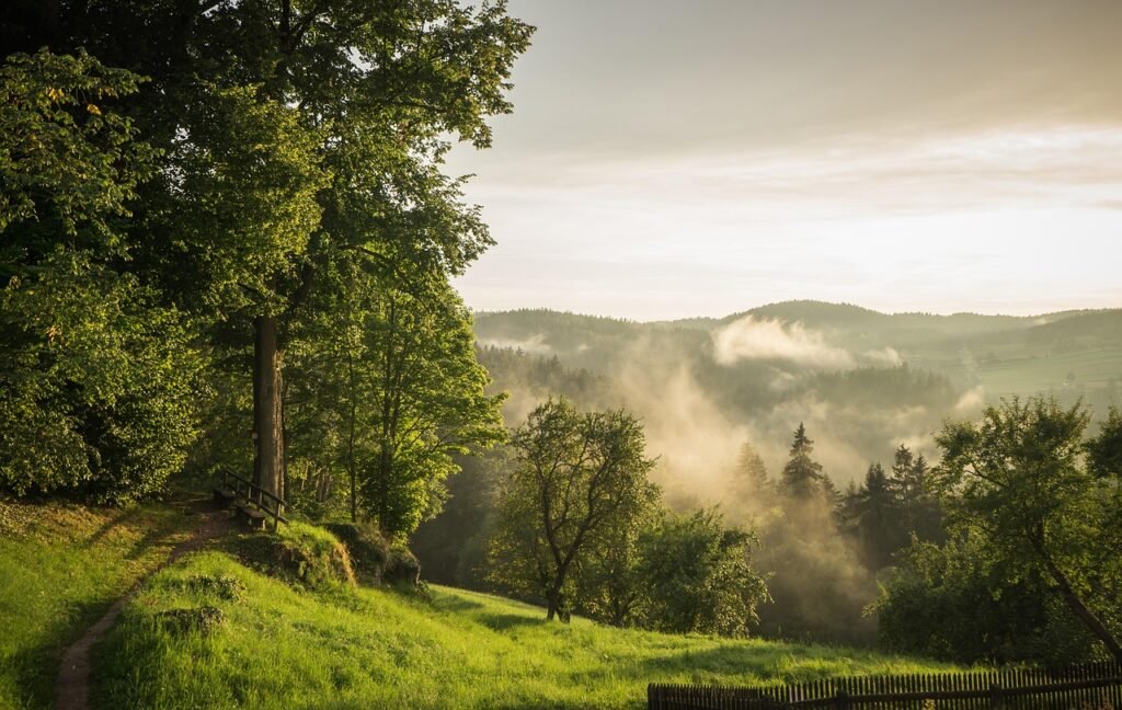 forest, fog, austria, nature, lower austria, evening atmosphere, path, landscape, sunset, homeland, rappottenstein, grassland