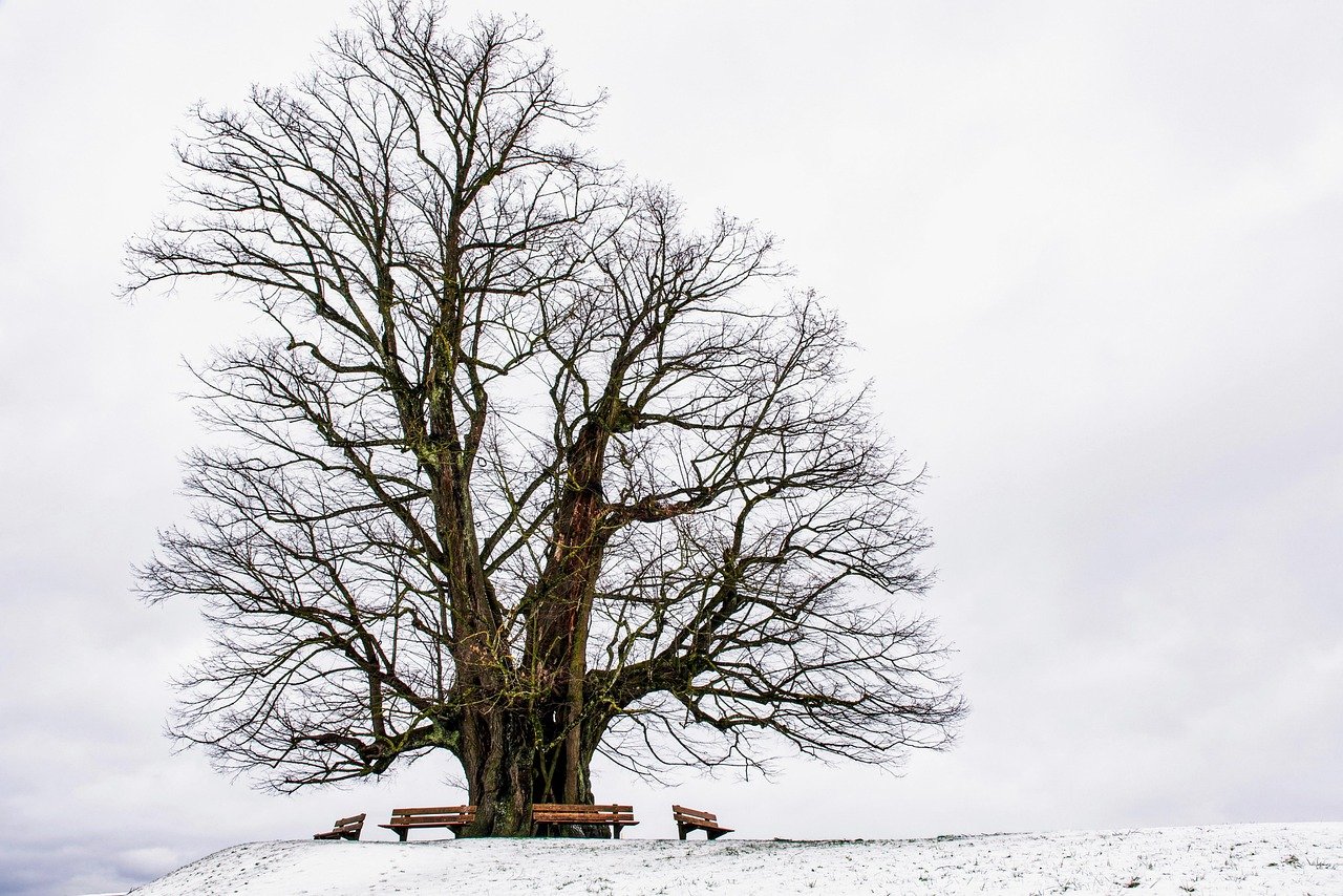 winter, tree, benches, old tree, branches, tree branches, bare tree, snow, snowy, hoarfrost, wintry, nature, view, landscape,