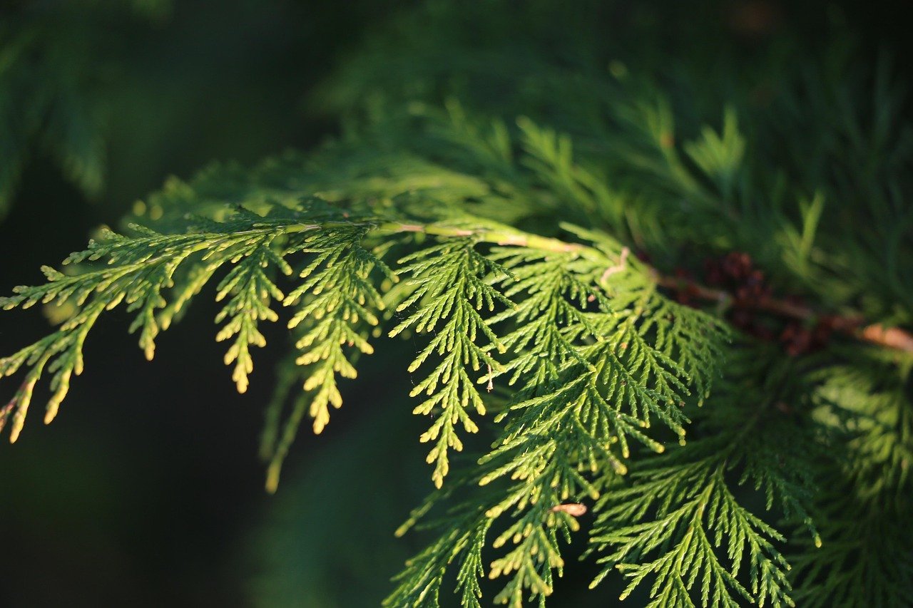 spring, golden cypress branch, green, evening, golden hour, nature, outdoor