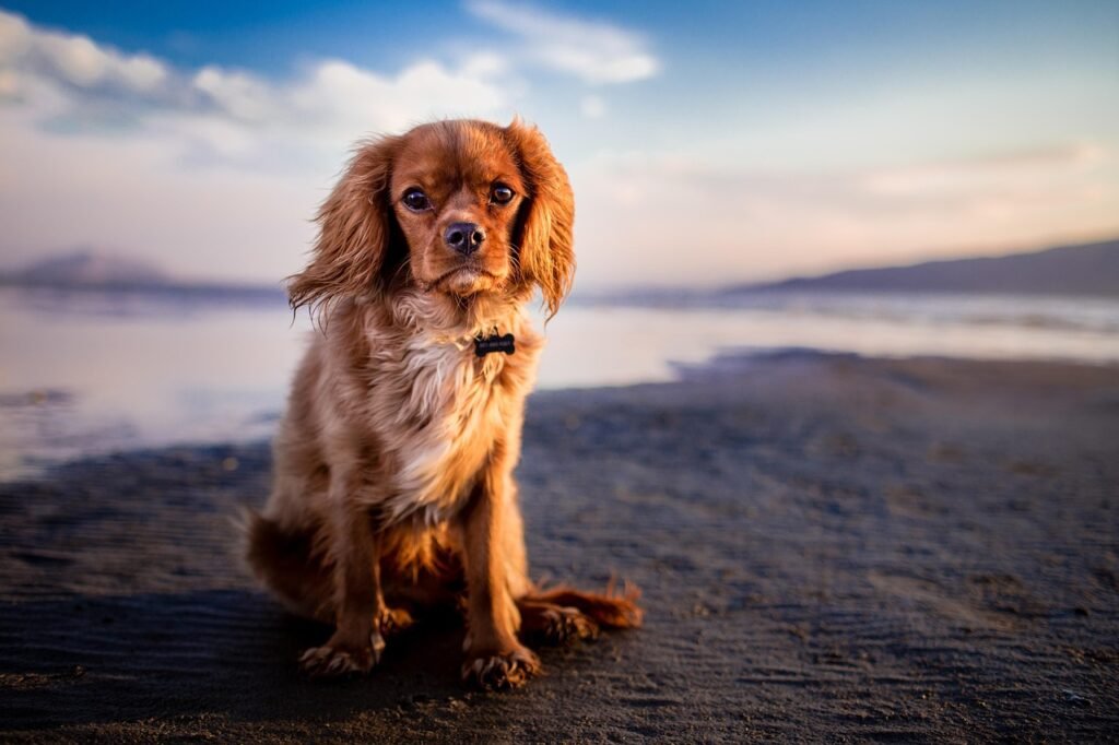 dog, pet, beach, shore, seashore, sand, sandy beach, outdoors, canine, animal, nature, mammal, portrait, dog portrait