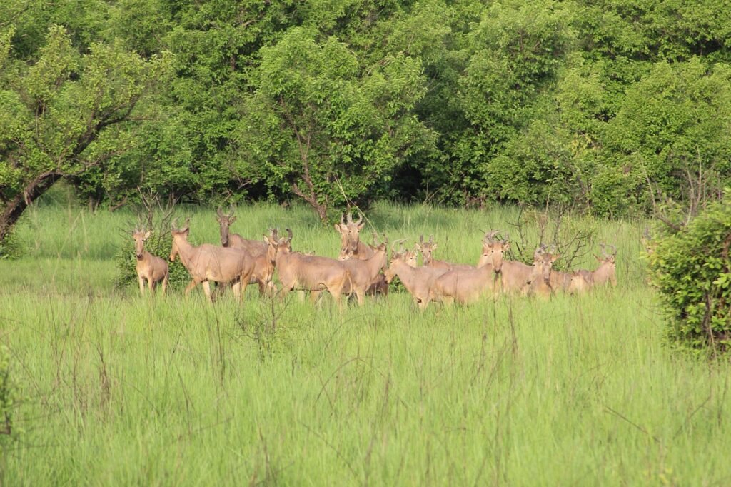 water buck, ghana, safari, africa, nature, ghana, ghana, ghana, ghana, ghana