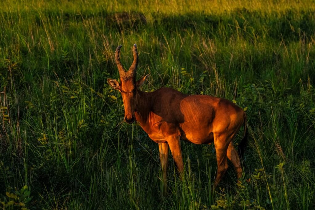 A Coke's hartebeest stands amidst lush grass, captured in vibrant golden hour light.