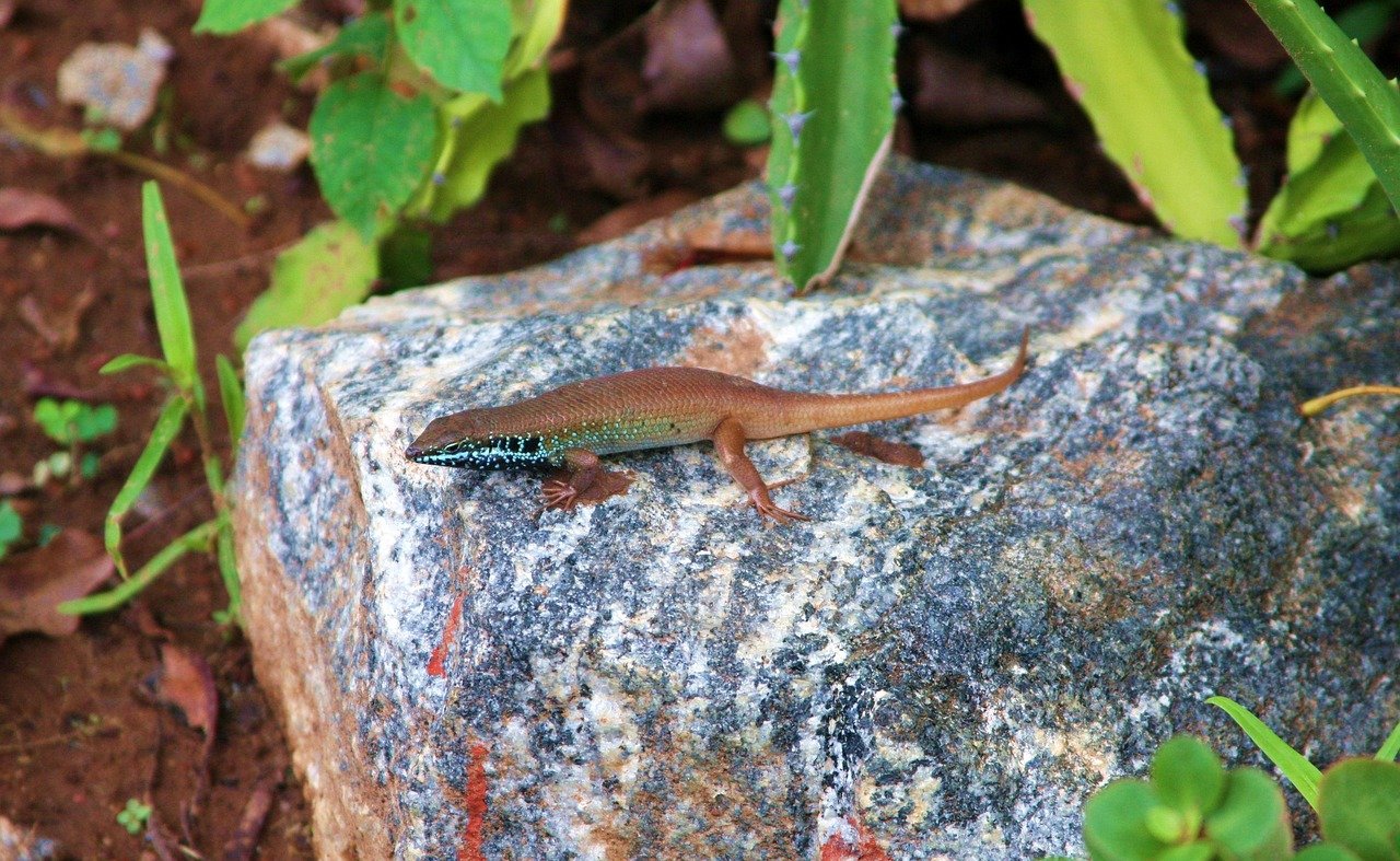 national park, mole national park, tourism ghana, lizard, safari, nature