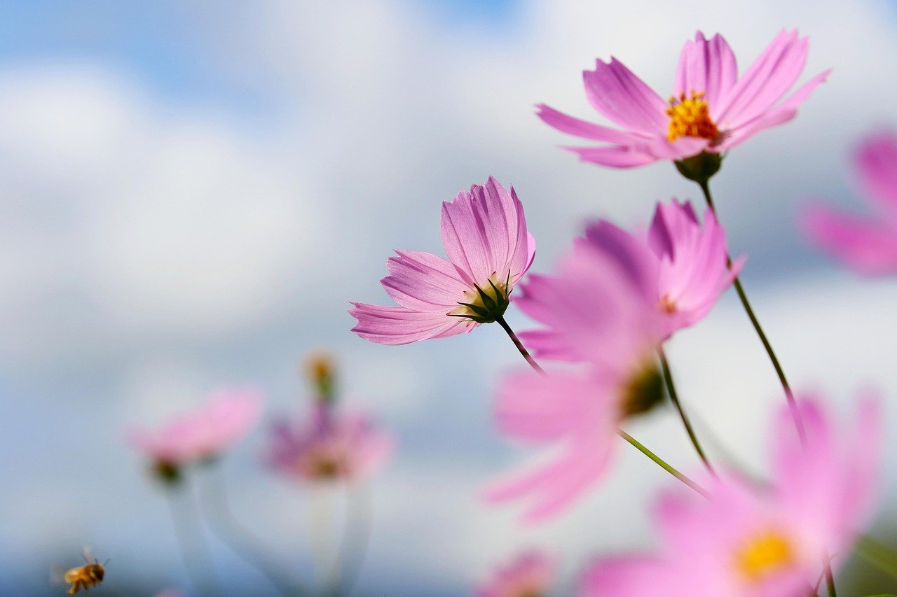 cosmos, flower background, flower, wildflower, plant, petal, flower gardens, beautiful flowers, nature, affix, autumn, summer