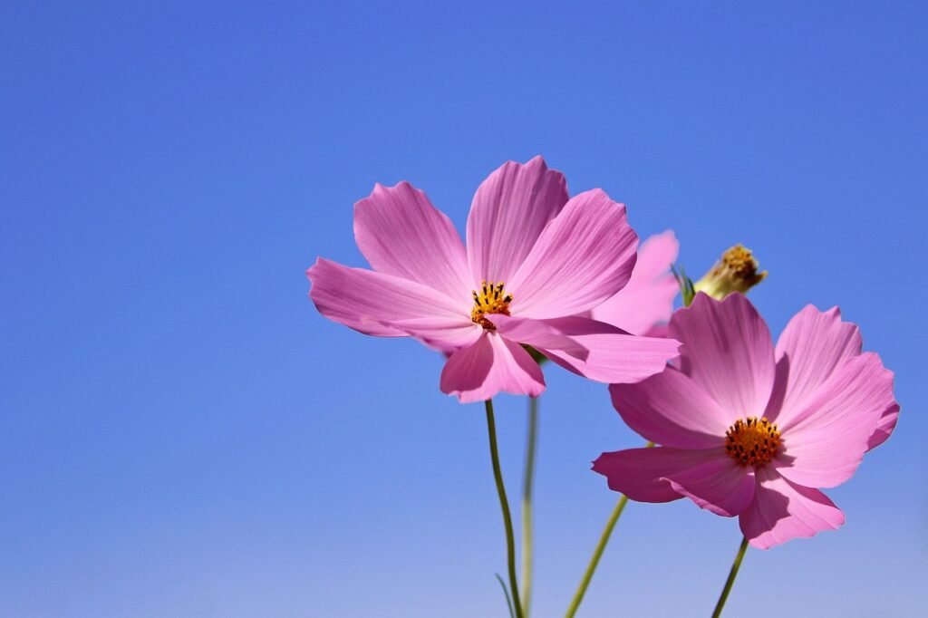 cosmos, flower, wildflower, beautiful flowers, plant, petal, flower gardens, nature, affix, autumn, flower wallpaper, summer,