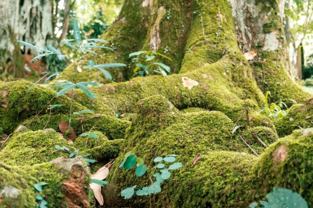 Close-up of vibrant moss and plant life on tree roots in Ghana's forest.