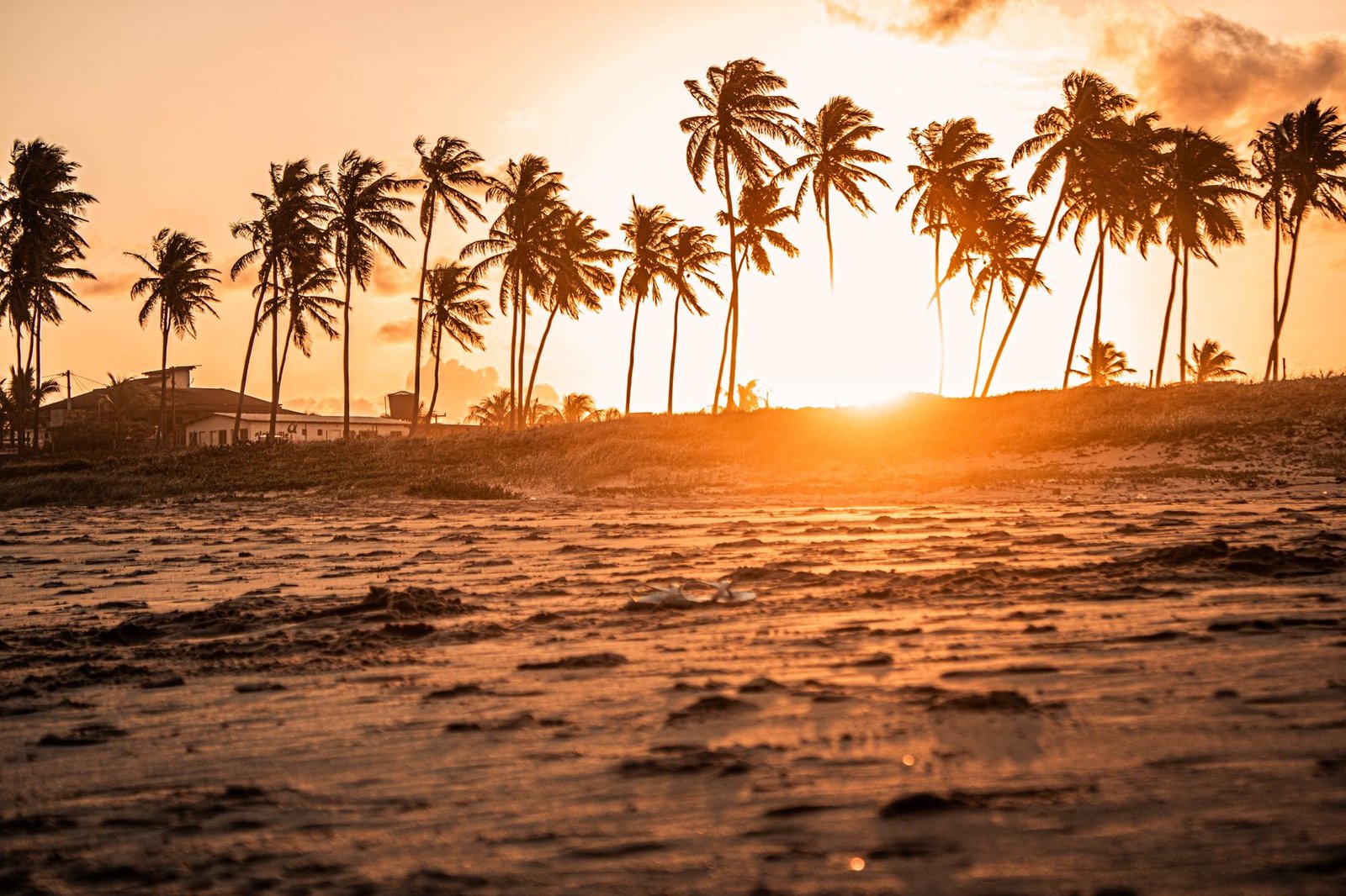 Golden sunset over a tropical beach lined with coconut trees, casting warm glow.